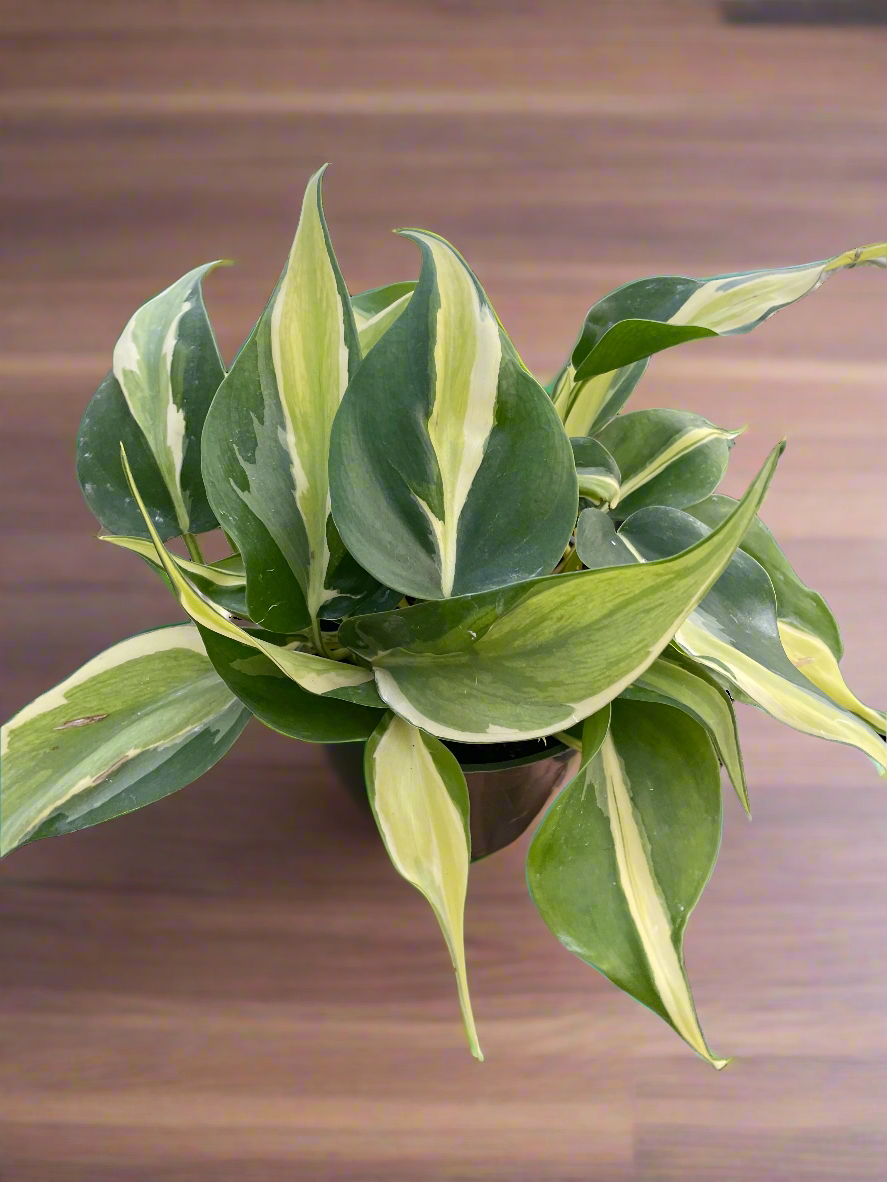 Philodendron 'Silver Stripe'