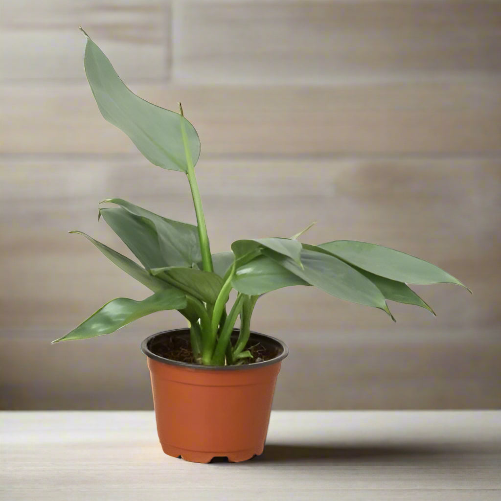 Philodendron 'Silver Sword'