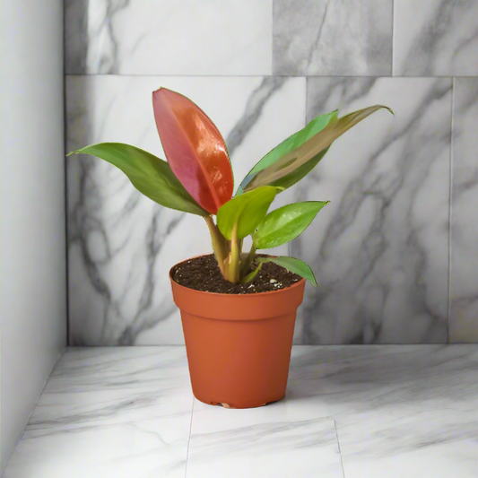 Philodendron 'Sun Red'