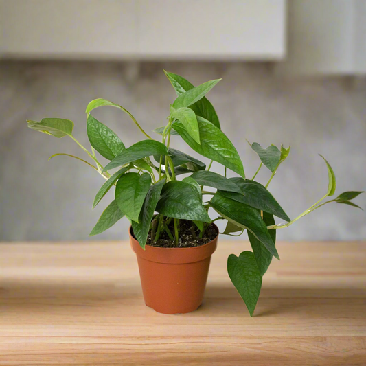 Pothos 'Cebu Blue'