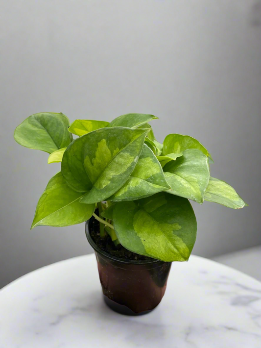 Pothos 'Global Green'