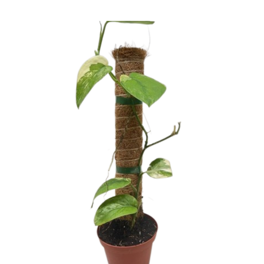 Pothos Jade Satin Albo