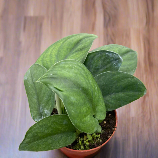 Pothos Jade Satin