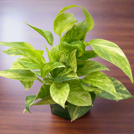 Pothos 'Neon Queen'