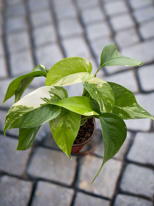 Pothos 'Albo Variegata'