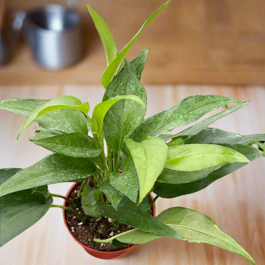 Pothos Skeleton Key
