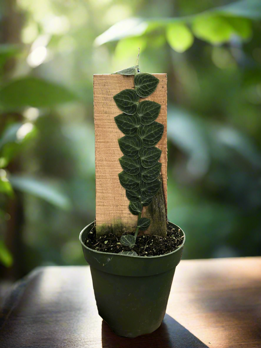 Rhaphidophora 'Cryptantha' (Shingle Plant)