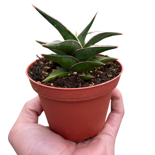 Pet Friendly Plants
