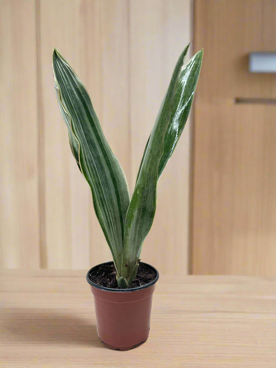 Snake Plant 'Sayuri'