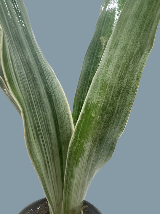 Snake Plant 'Sayuri'