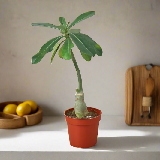 Succulent Adenium Obesum 'Desert Rose'