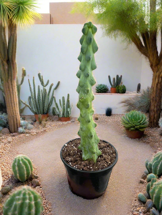 Boobie Cactus