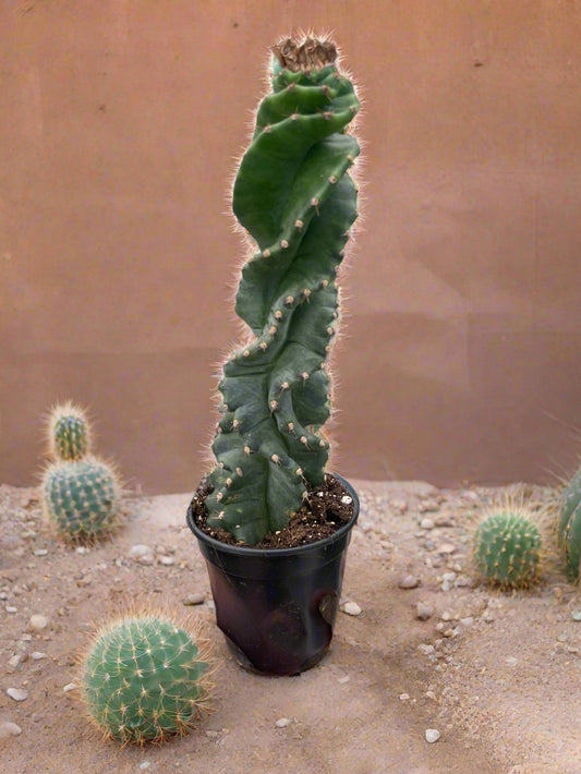 Cereus forbesii 'Spiralis'