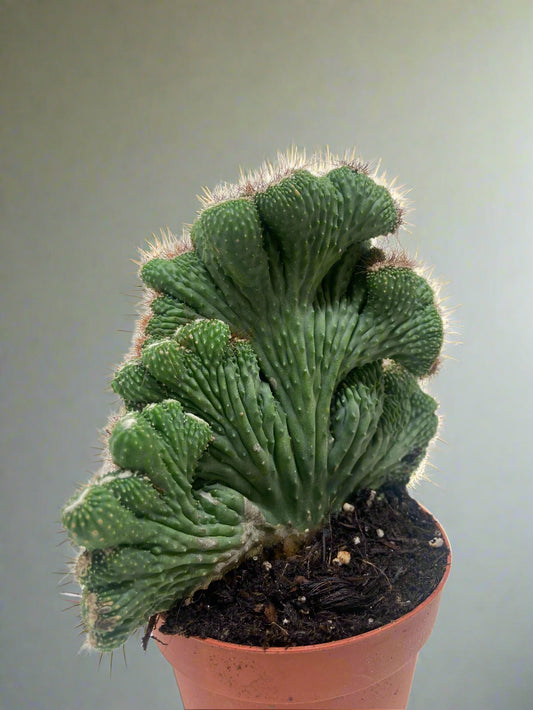 Succulent Cereus Coral Green