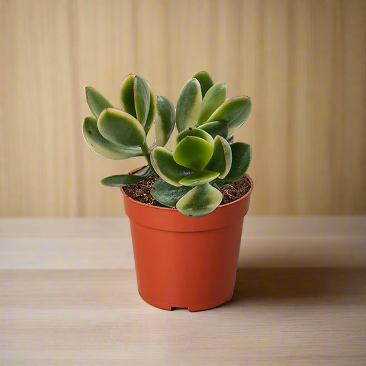 Succulent Crassula Jade Variegated