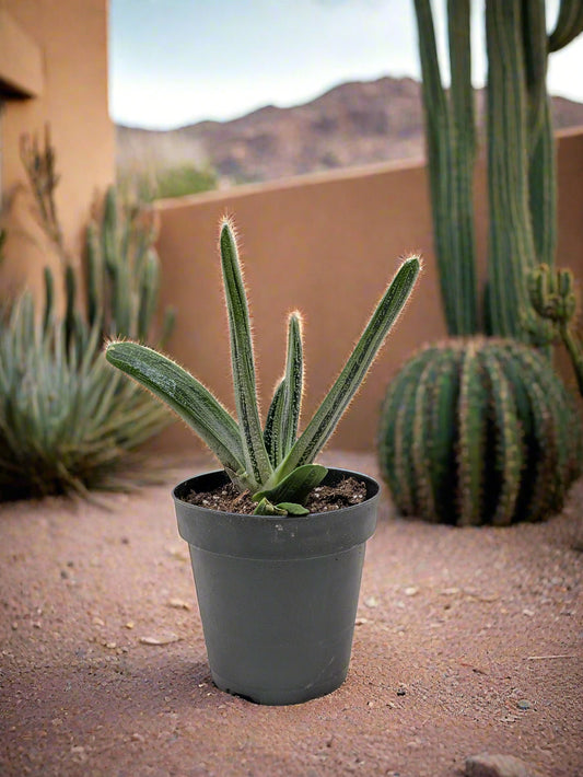 Succulent Gasteria Little Warty