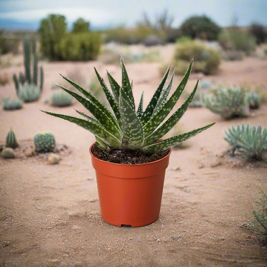 Succulent Gasteria Zimflora