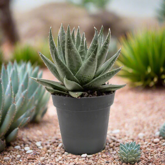 Succulent Haworthia Savanna