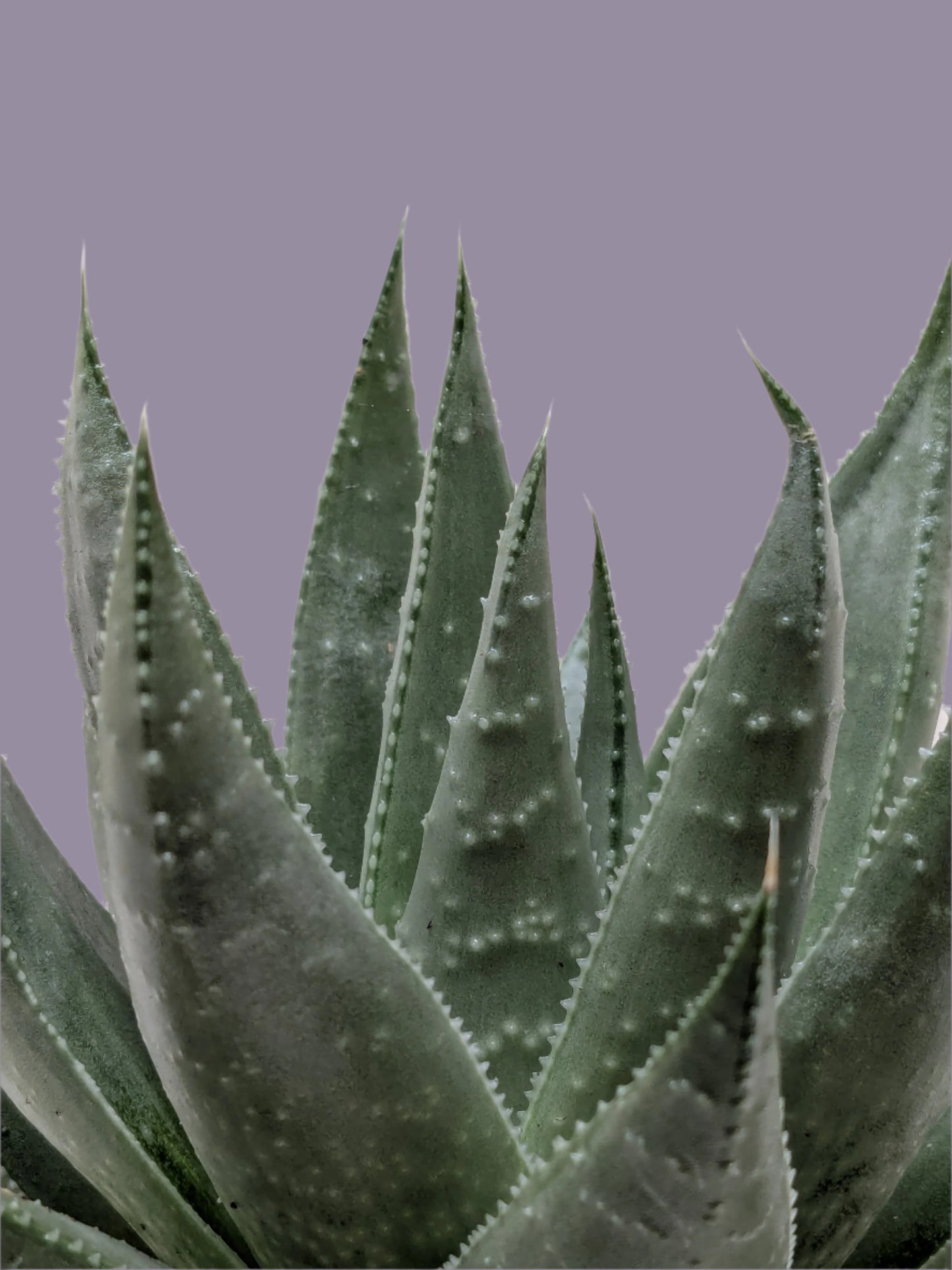 Succulent Haworthia Savanna