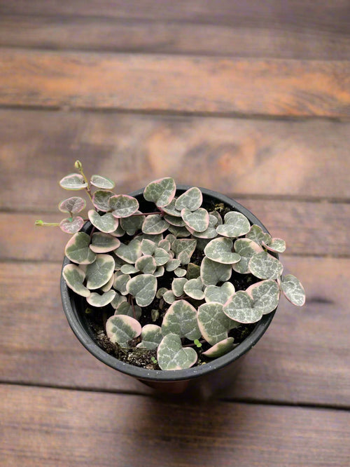 Trailing Plants