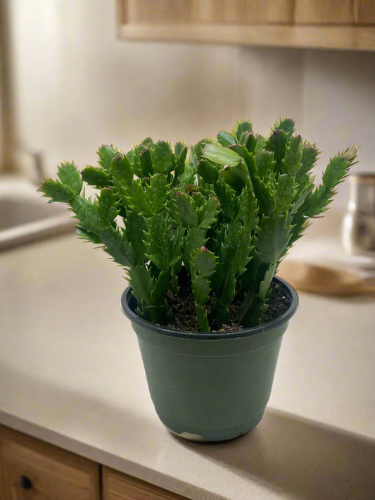 Zygocactus 'Christmas Cactus'