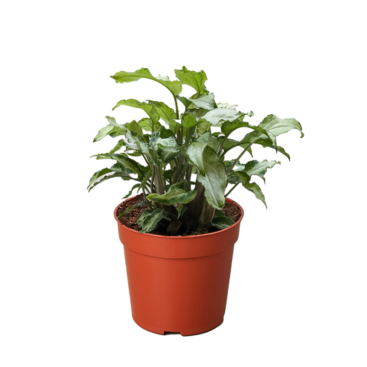 Syngonium 'Three Kings'