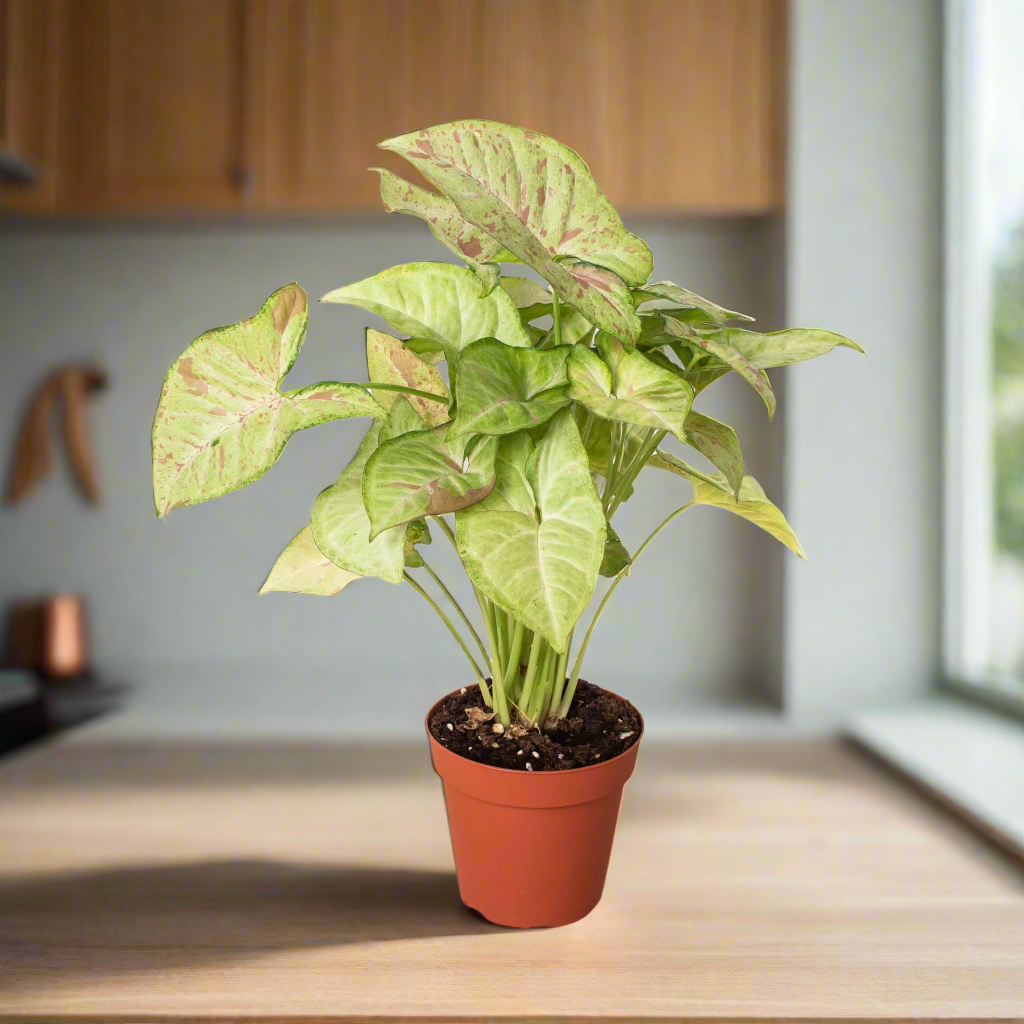 Syngonium 'Confetti'