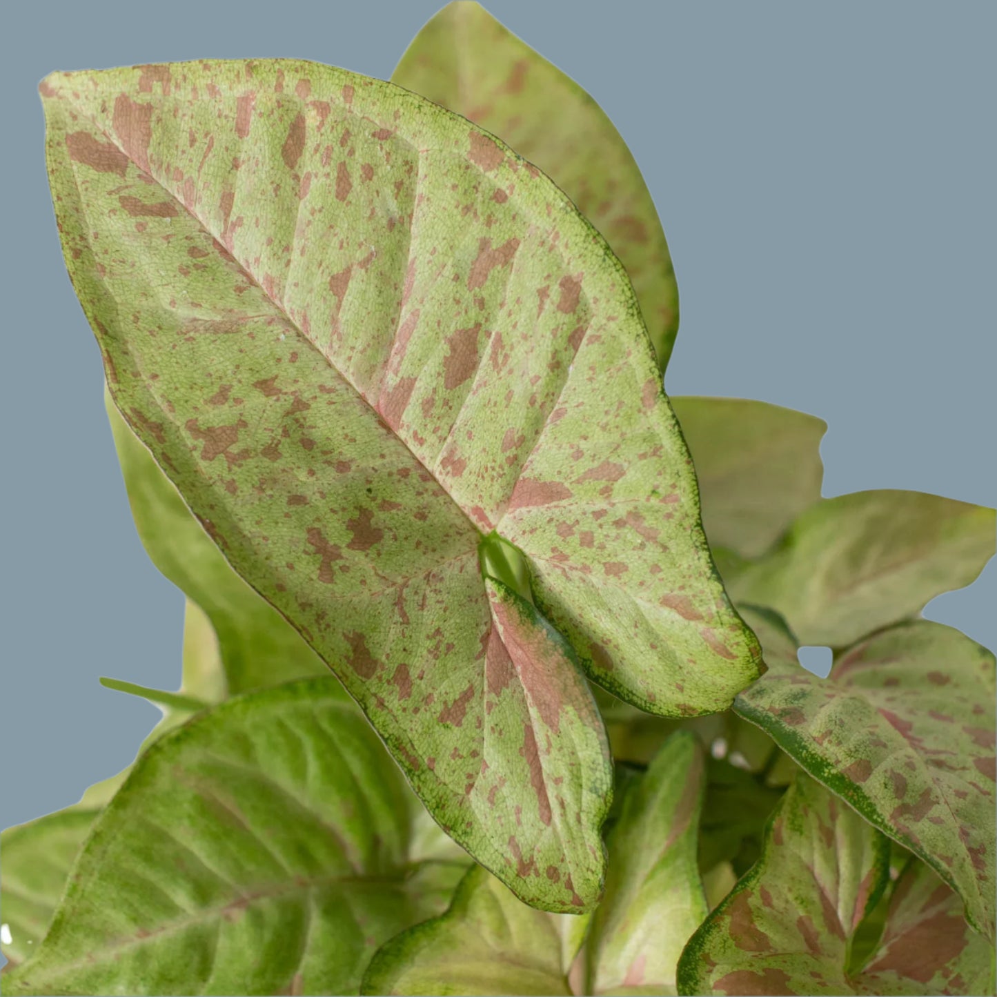 Syngonium 'Confetti'