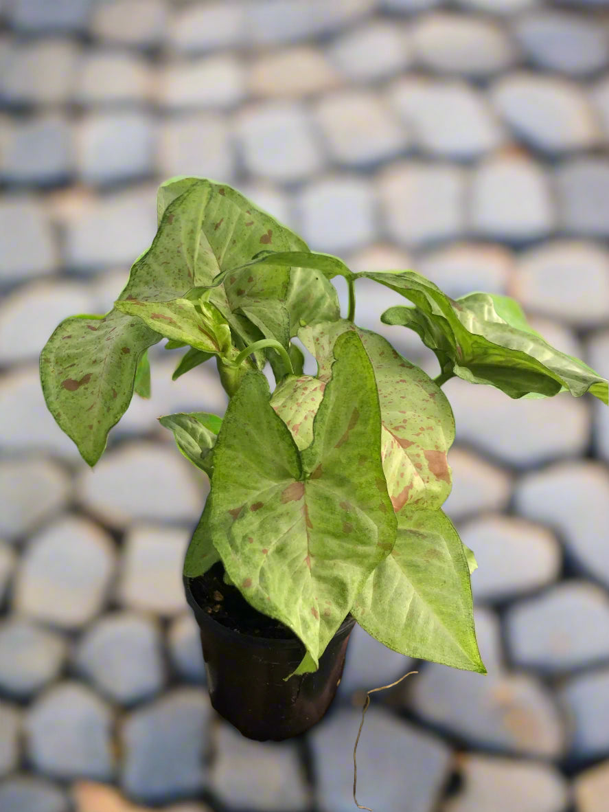 Syngonium 'Confetti'