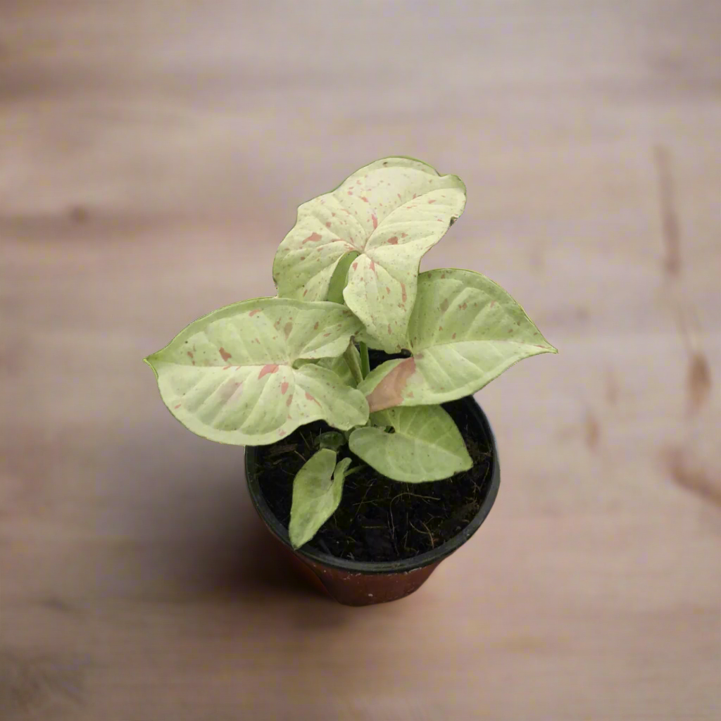 Syngonium 'Milk Confetti'