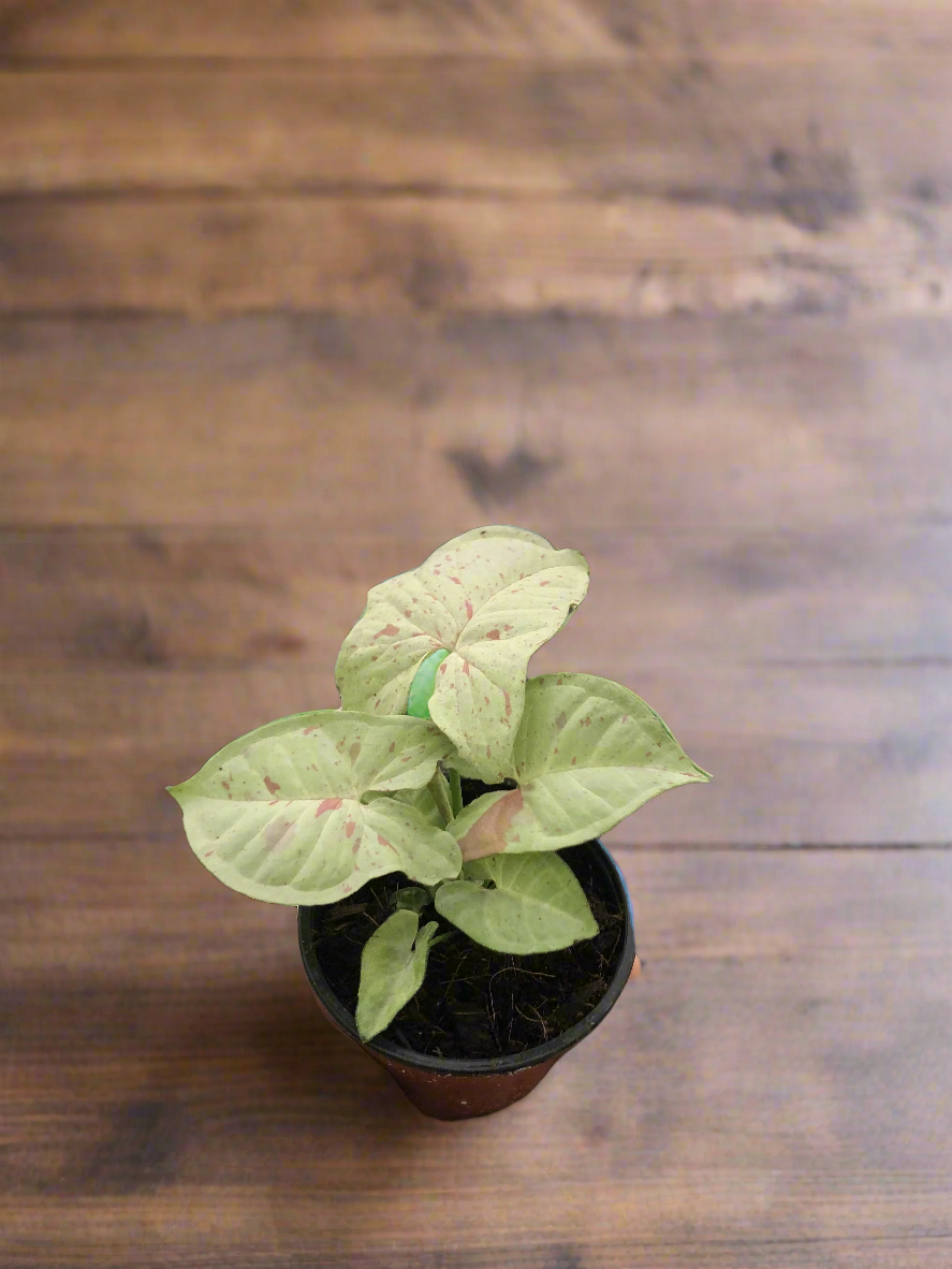 Syngonium 'Milk Confetti'