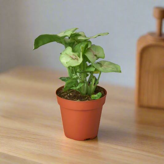 Syngonium Roxanna