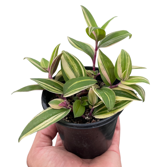 Tradescantia 'Tricolor'