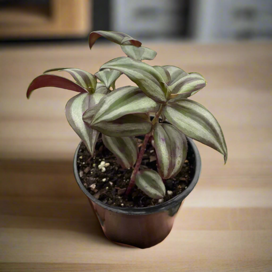 Tradescantia Zebrina 'Wandering Dude'