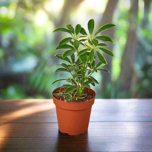 Schefflera Moonlight 'Umbrella Plant'