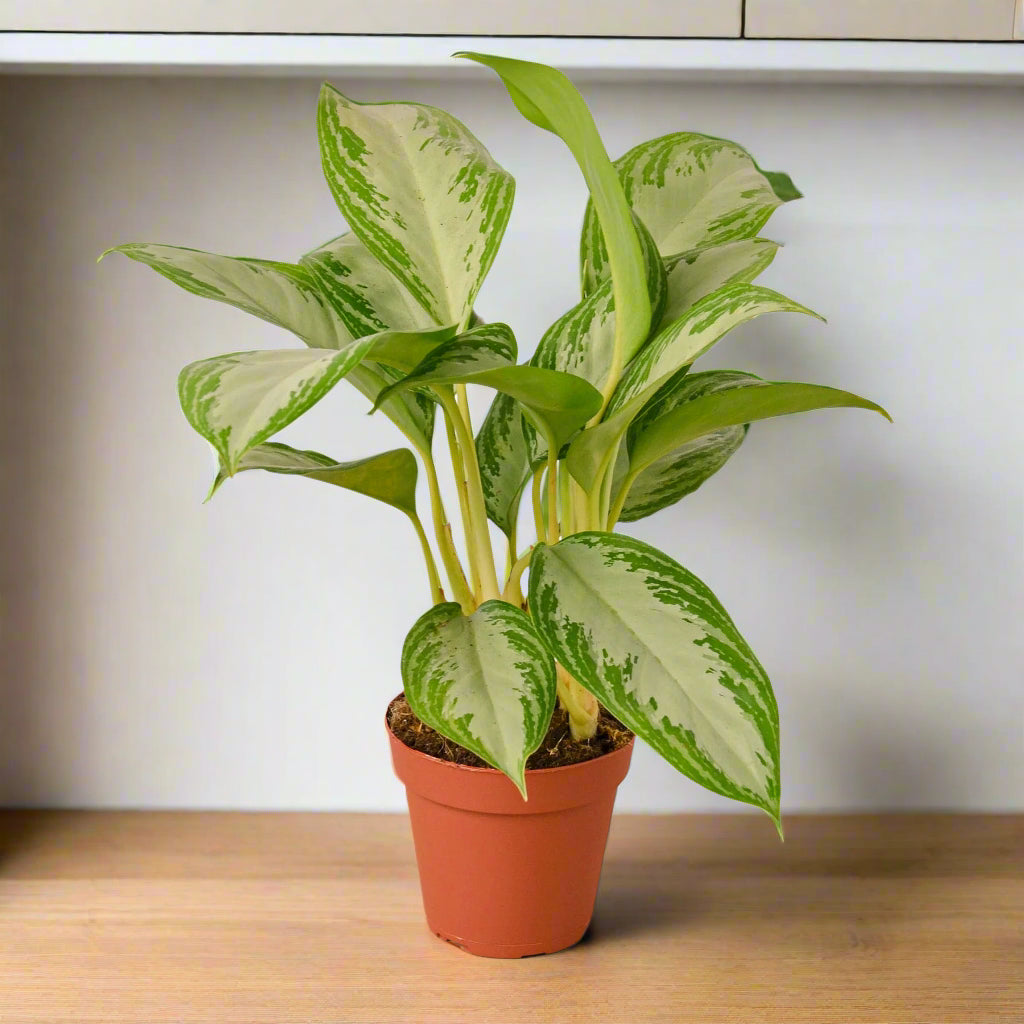 Chinese Evergreen 'Silver Bay'