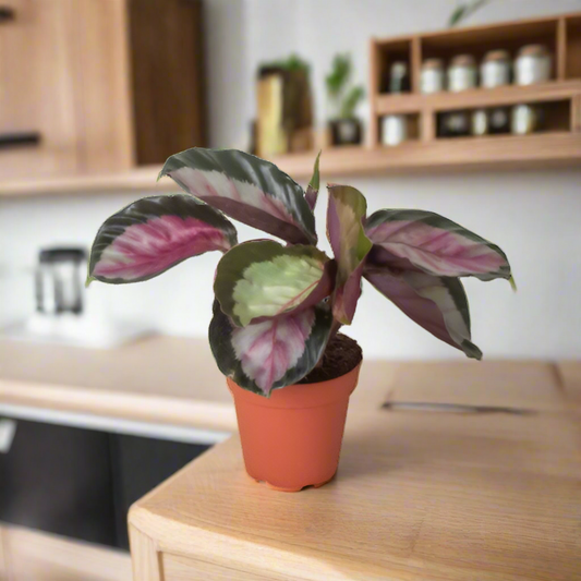 Calathea roseopicta 'Silvia'