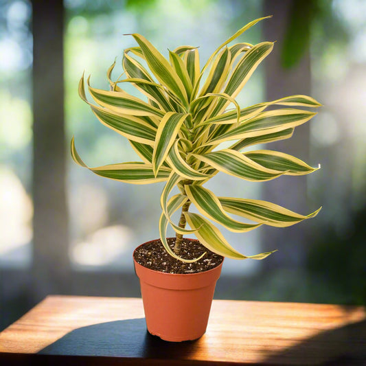 Dracaena 'Song of India'
