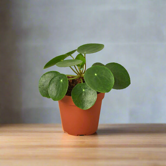 Pilea Peperomioides 'Chinese Money'