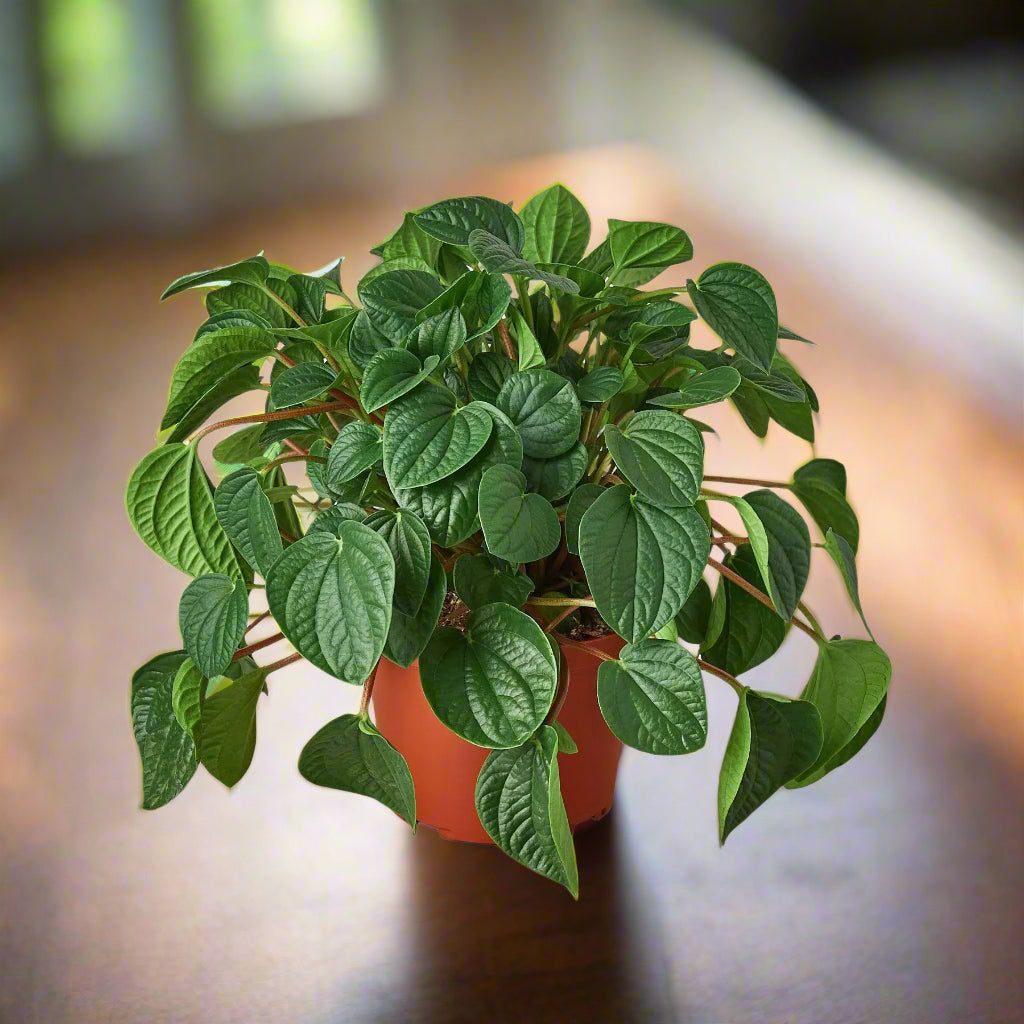 Peperomia 'Rana Verde'