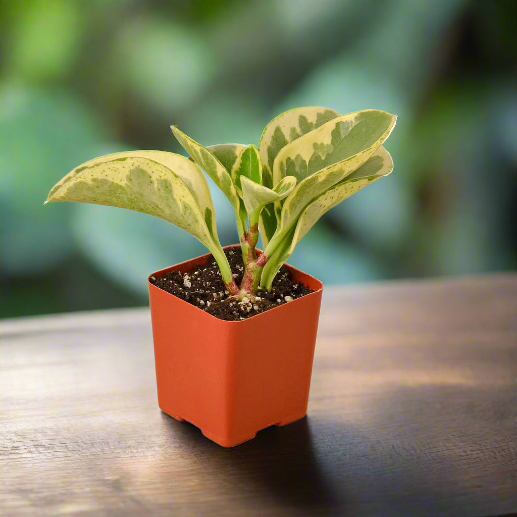 Peperomia 'Marble'