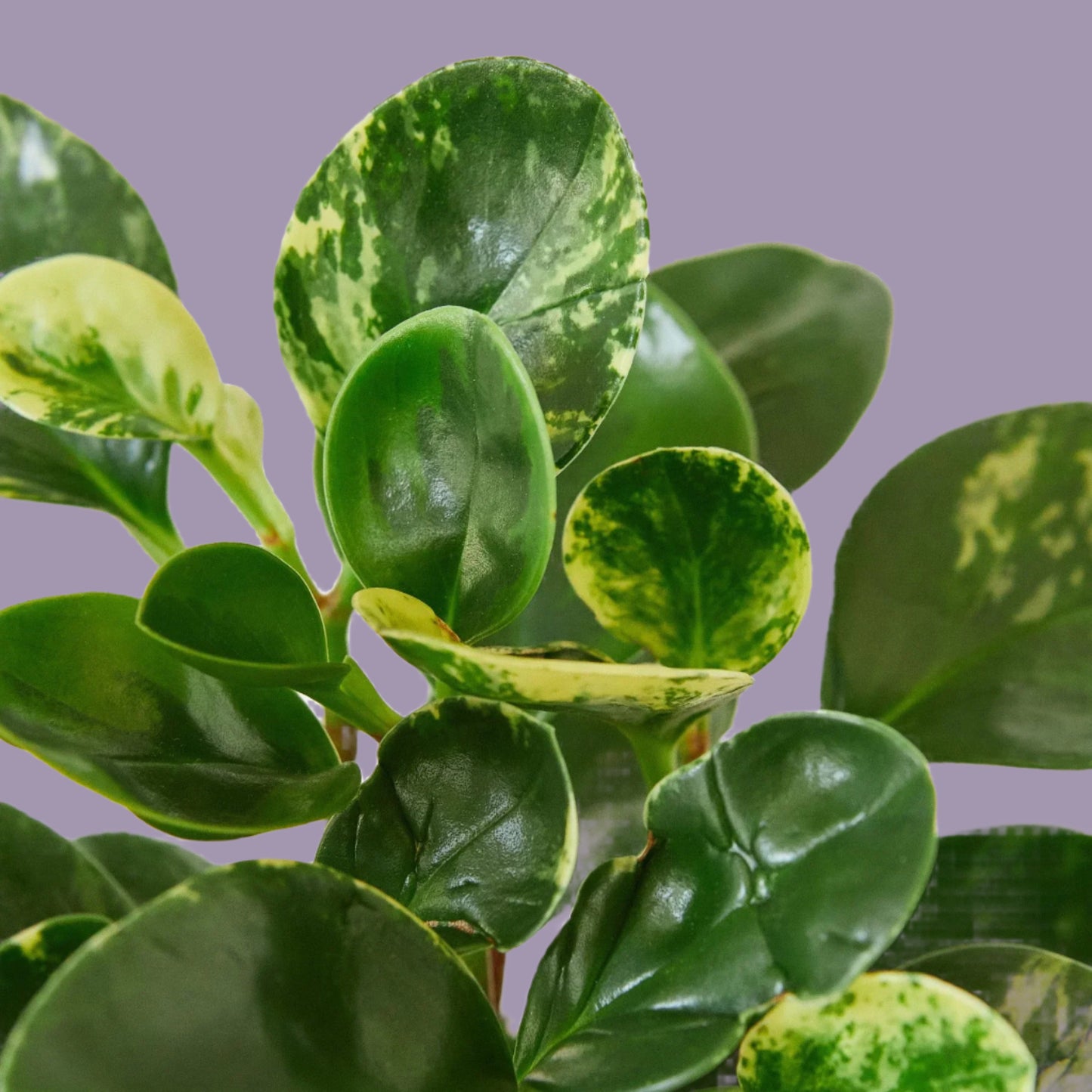 Peperomia 'Marble'