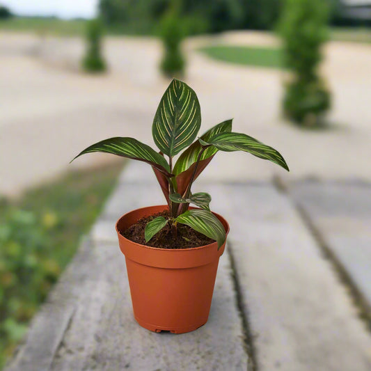 Calathea 'Beauty Star'