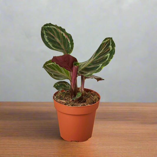 Calathea Medallion