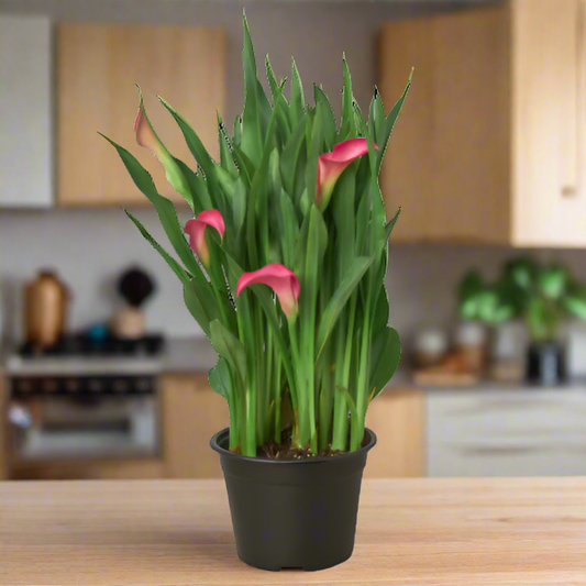 Calla Lily