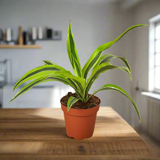 Dracaena Deremensis 'Lemon Lime'