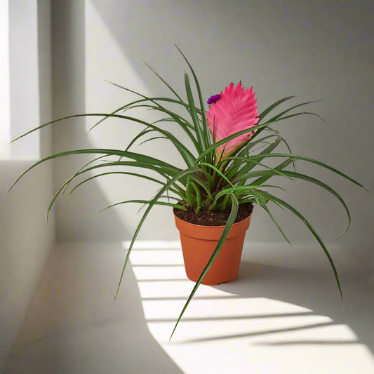 Bromeliad Cyanea 'Pink Quill'