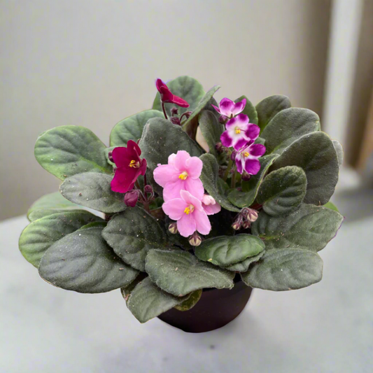 African Violet