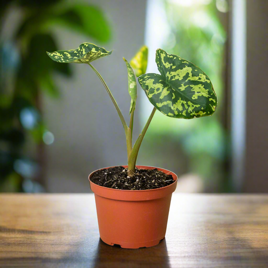 Alocasia 'Hilo Beauty'