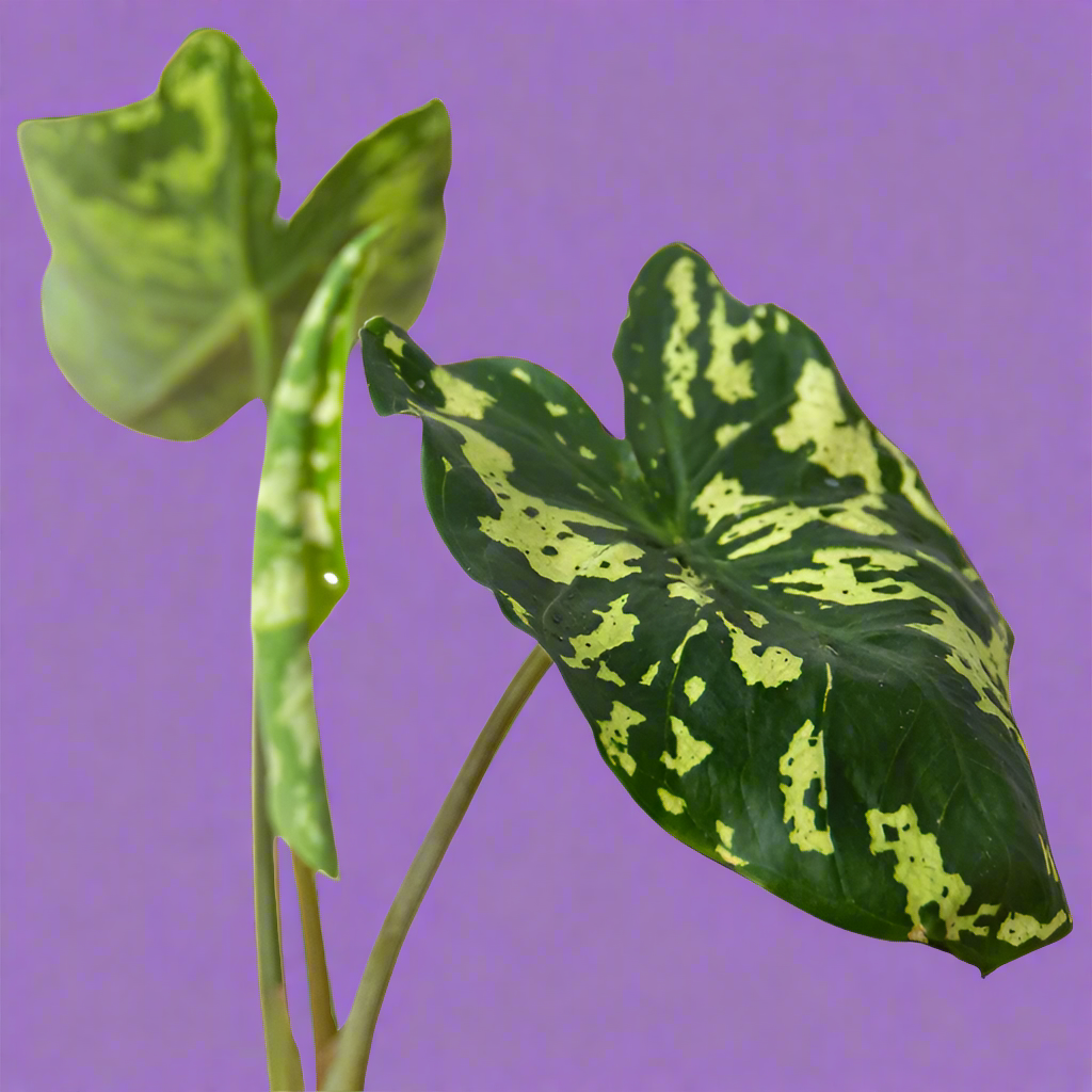 Alocasia 'Hilo Beauty'